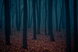 nature, Trees, Autumn, Forests, Leaves, Fog, Gothic, Atmospheric
