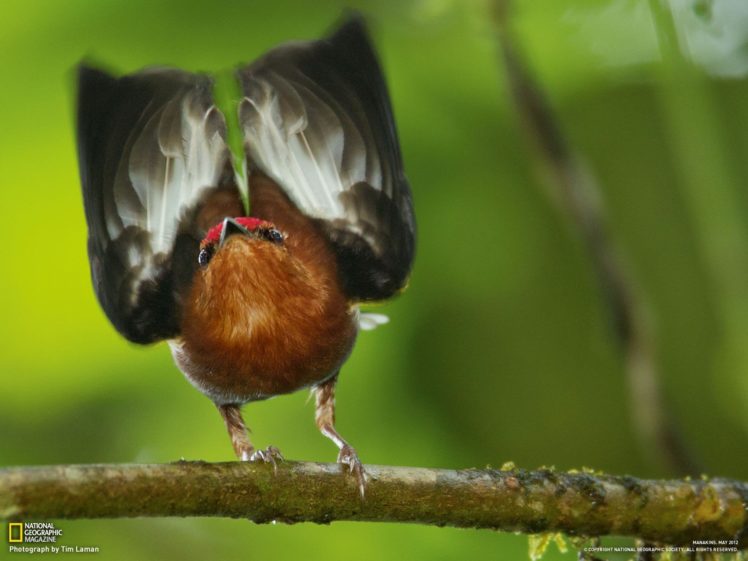 birds, National, Geographic HD Wallpaper Desktop Background