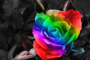 flowers, Rainbows