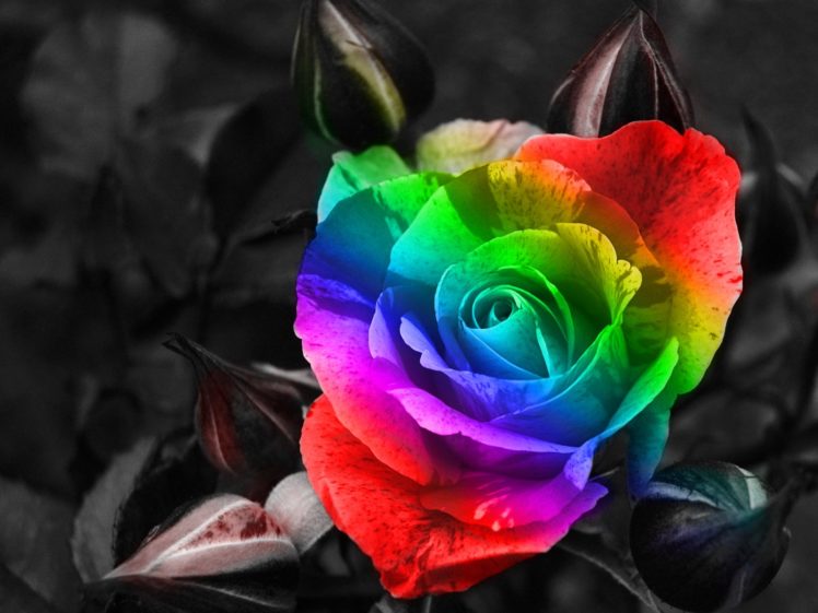flowers, Rainbows HD Wallpaper Desktop Background