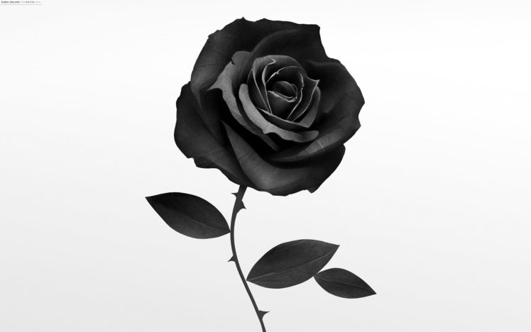 flowers, Grayscale, Roses, White, Background, Ruben, Ireland HD Wallpaper Desktop Background