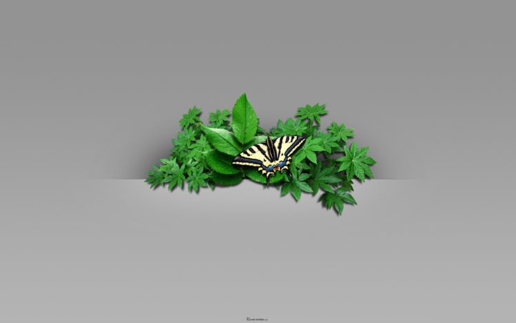 leaves, Butterflies HD Wallpaper Desktop Background