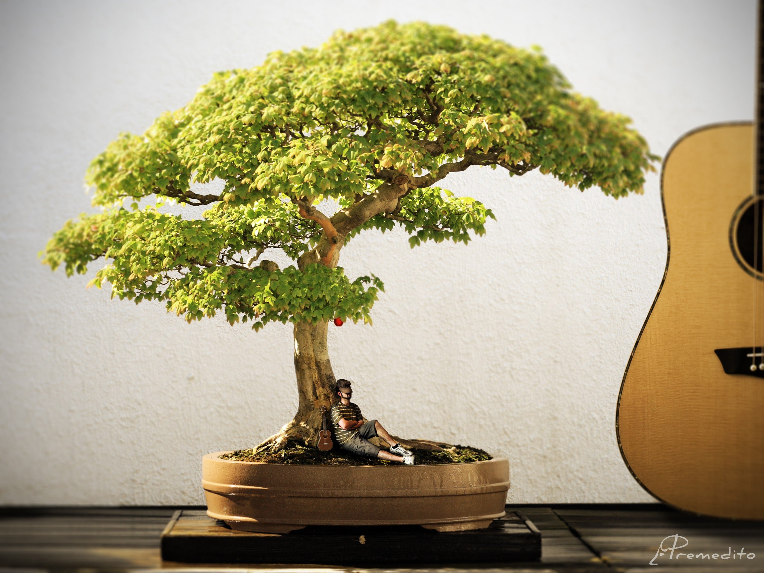 trees, Instruments, Guitars, Dreams, Photo, Manipulation Wallpaper