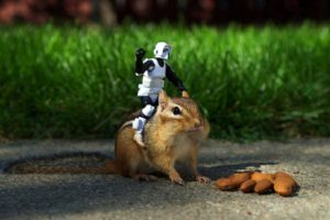 stormtroopers, Animals, Grass, Outdoors, Nuts, Chipmunks