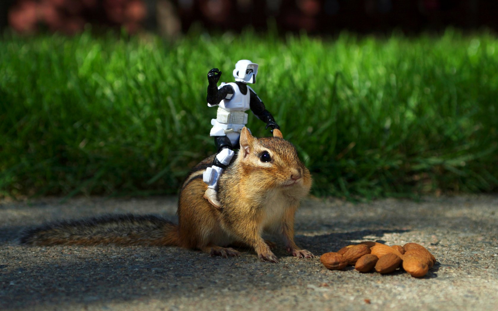 stormtroopers, Animals, Grass, Outdoors, Nuts, Chipmunks Wallpaper