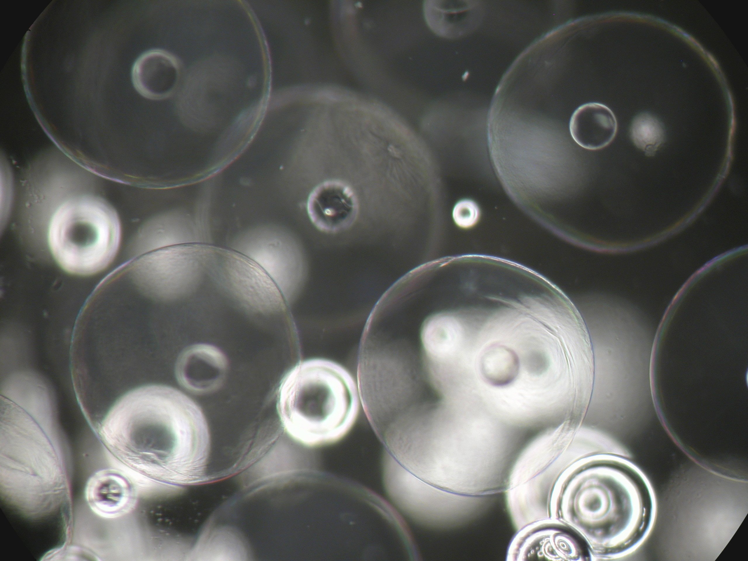 bubbles, Grayscale Wallpaper