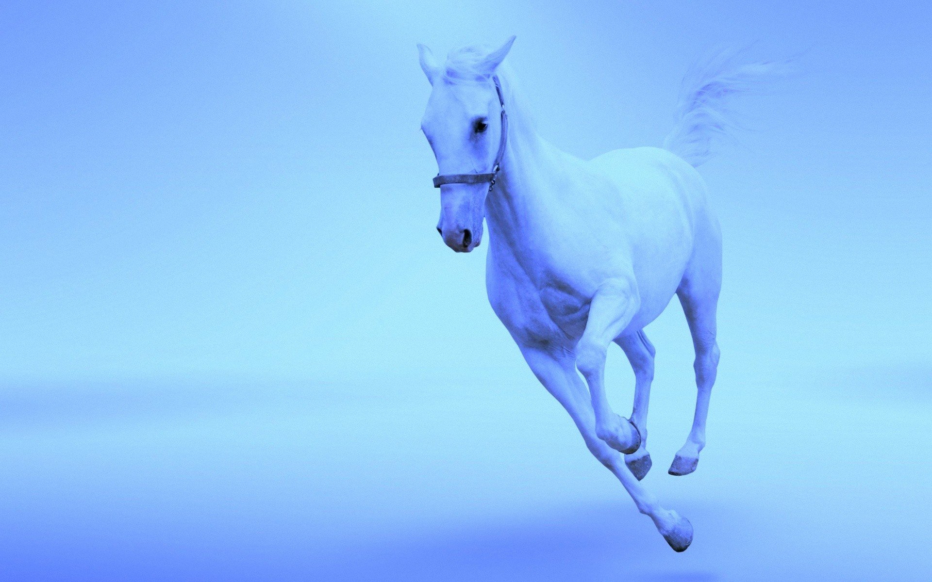 animals Wallpaper