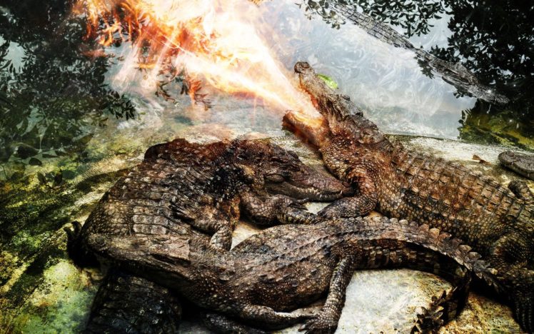 fire, Crocodiles, Reptiles, Photo, Manipulation HD Wallpaper Desktop Background