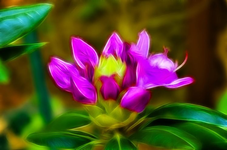 nature, Art, Flowers, Cats, Fractal, Colors, Wallpaper HD Wallpaper Desktop Background