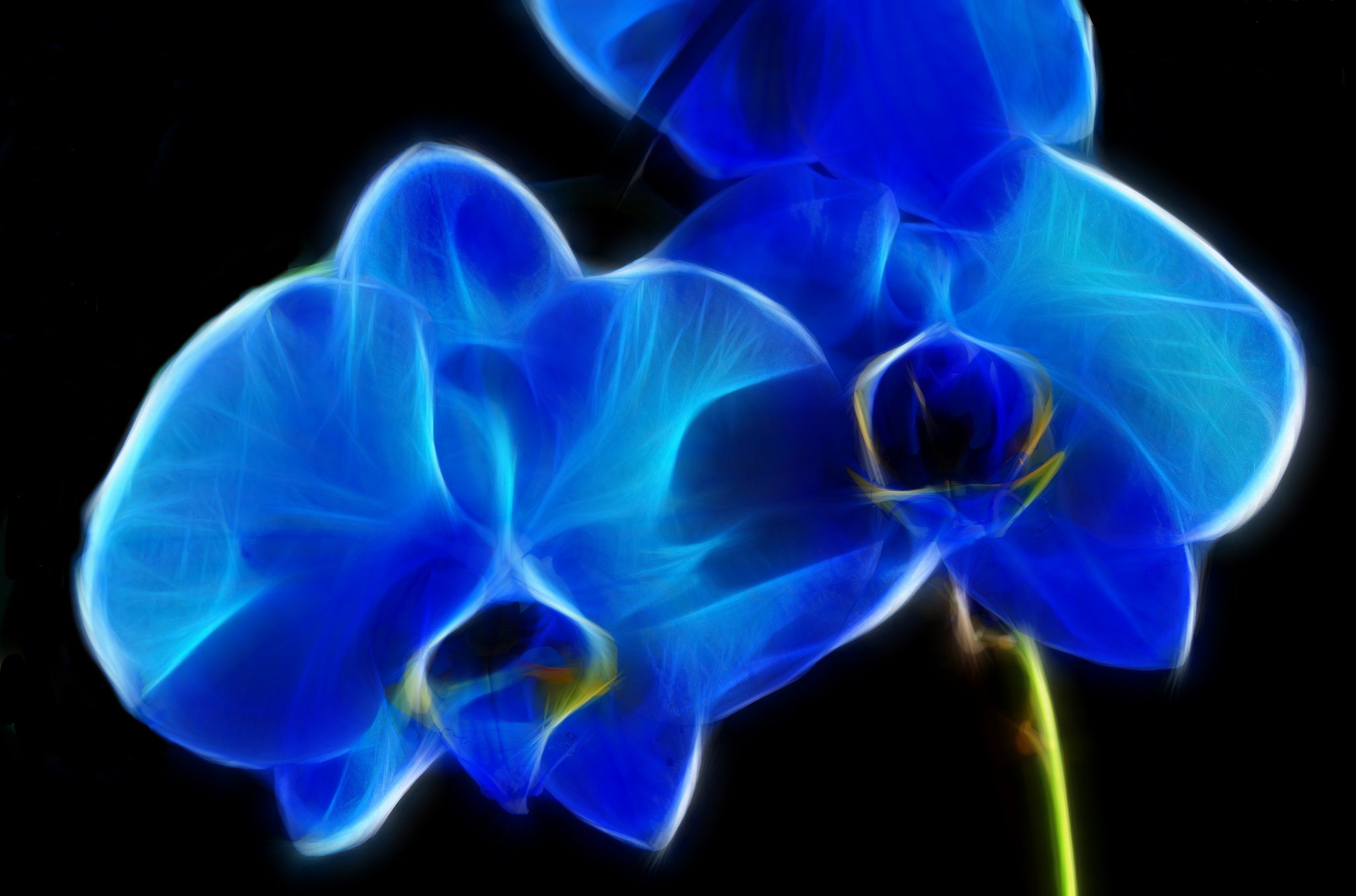 nature, Art, Flowers, Cats, Fractal, Colors, Wallpaper Wallpaper