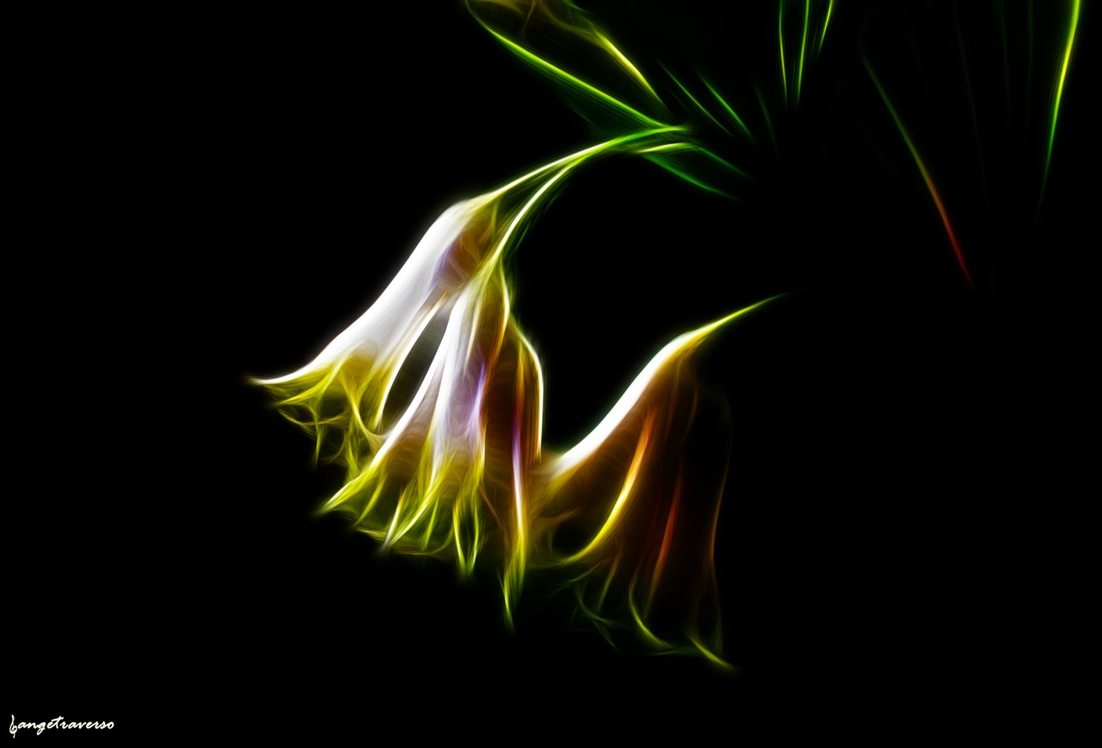 nature, Art, Flowers, Cats, Fractal, Colors, Wallpaper Wallpaper