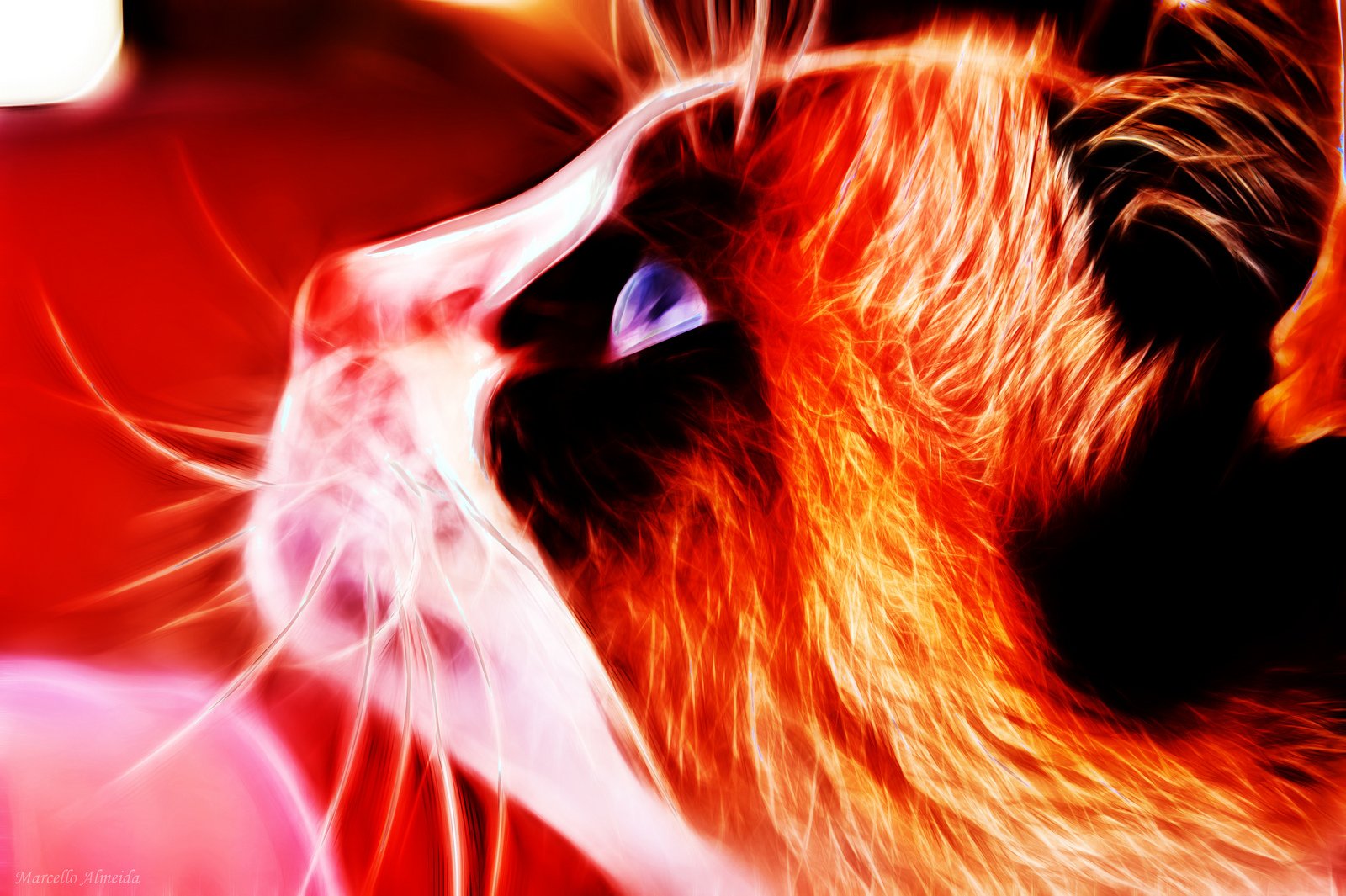 nature, Art, Flowers, Cats, Fractal, Colors, Wallpaper Wallpaper