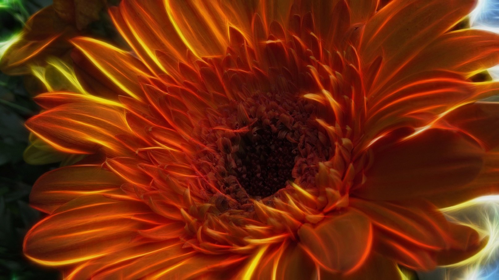 nature, Art, Flowers, Cats, Fractal, Colors, Wallpaper Wallpaper