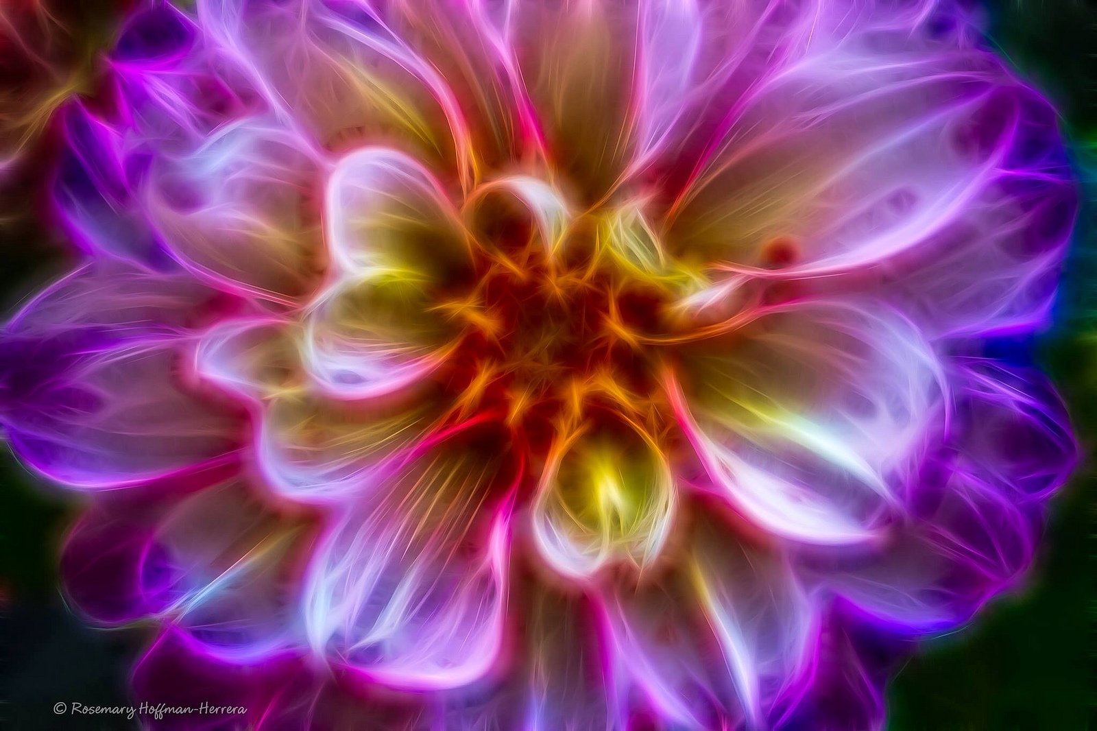 nature, Art, Flowers, Cats, Fractal, Colors, Wallpaper Wallpaper