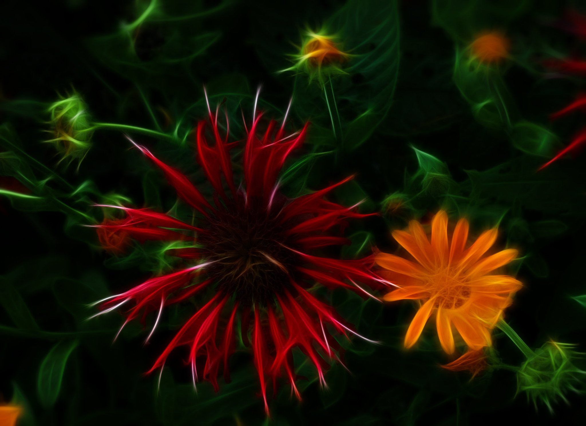 nature, Art, Flowers, Cats, Fractal, Colors, Wallpaper Wallpaper
