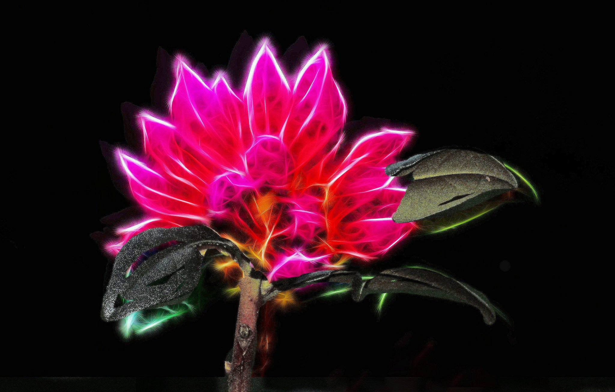 nature, Art, Flowers, Cats, Fractal, Colors, Wallpaper Wallpaper