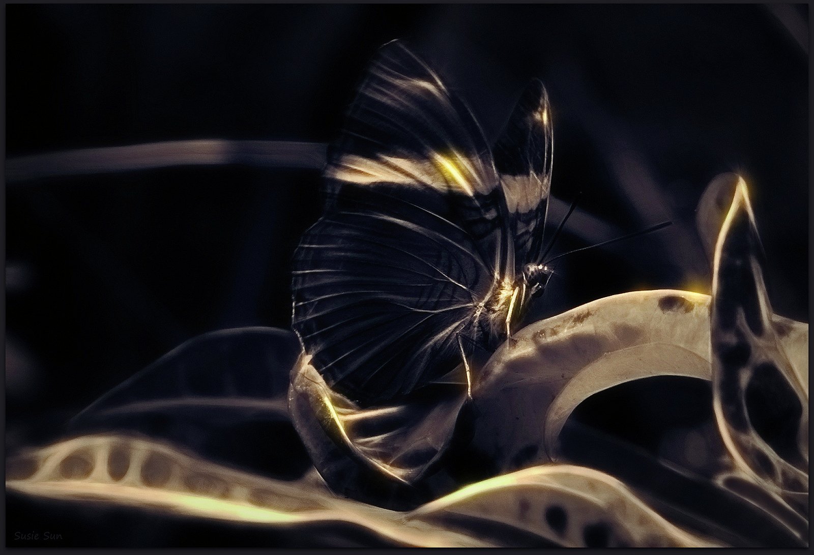 nature, Art, Flowers, Cats, Fractal, Colors, Wallpaper Wallpaper
