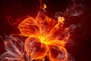 fire, Flower, Abstract
