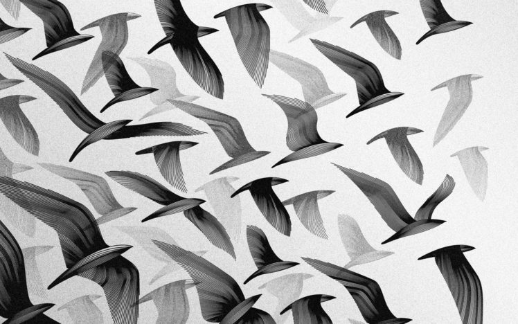 flying, Grayscale, Artwork, Birds HD Wallpaper Desktop Background
