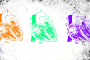 anatomy, Hearts