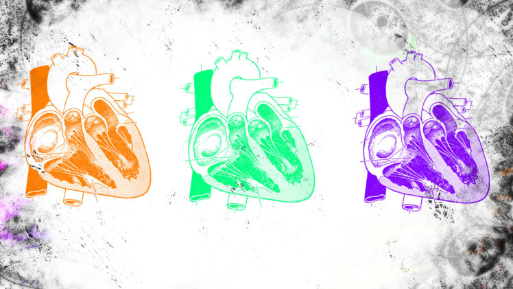 anatomy, Hearts HD Wallpaper Desktop Background