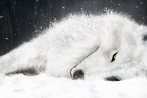 white, Fox, In, Ice