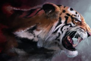 tigers, Drawings