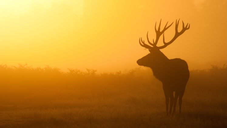 sunset, Abstract, Landscapes, Deer HD Wallpaper Desktop Background