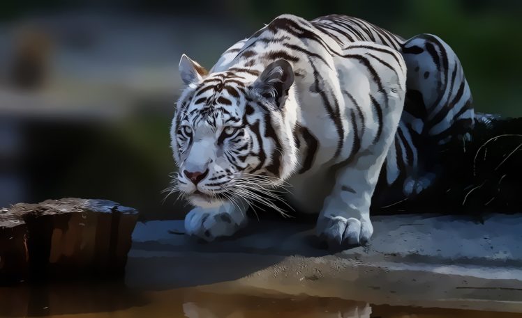 tiger, White, Abstract HD Wallpaper Desktop Background