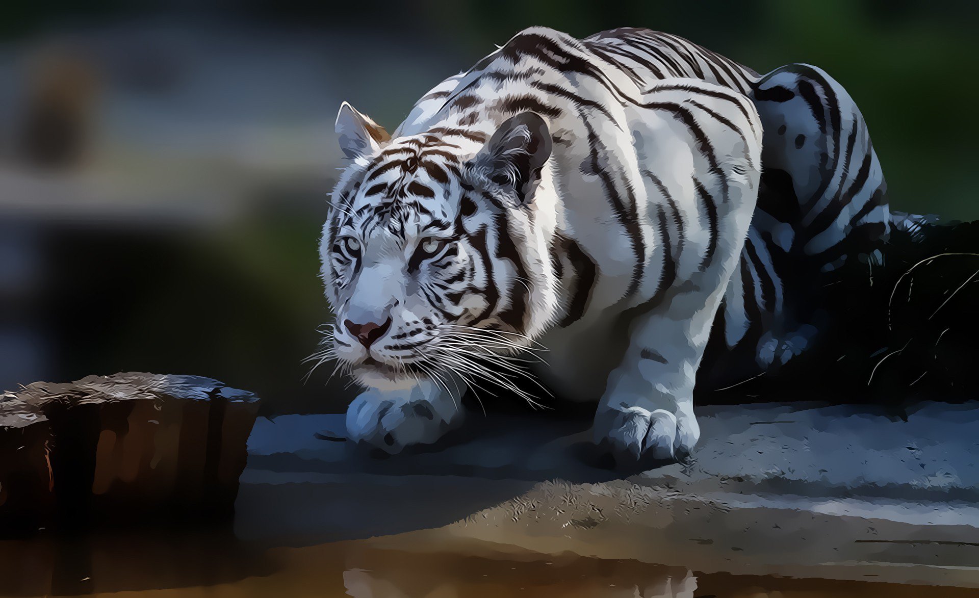 tiger, White, Abstract Wallpaper