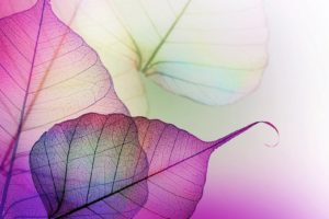 transparent, Leaves, Purple