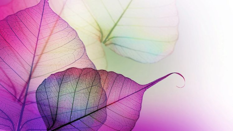 transparent, Leaves, Purple HD Wallpaper Desktop Background