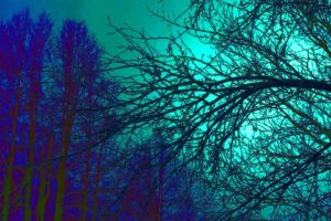trees, Blue, Fog