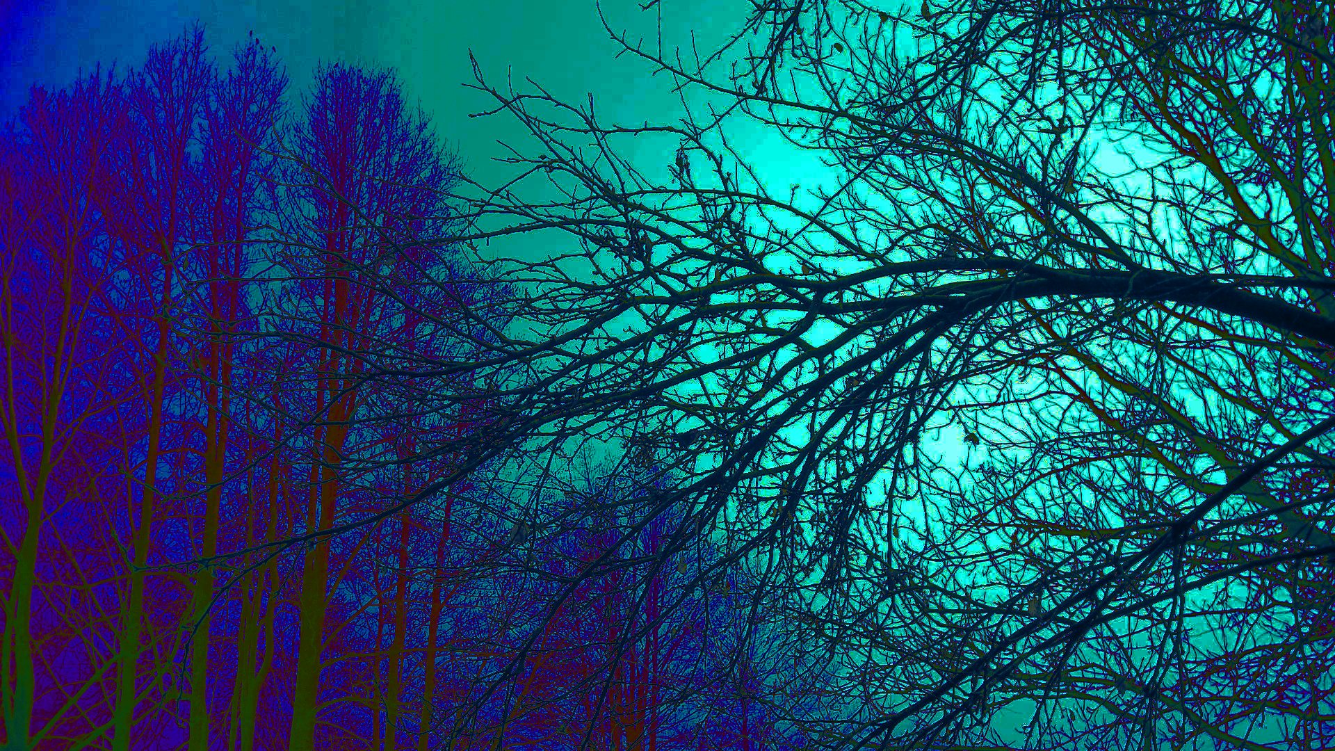 trees, Blue, Fog Wallpaper