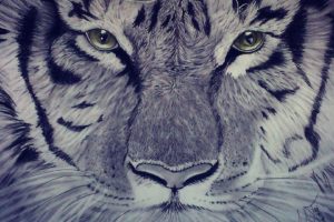 fantasy, Art, Artwork, Tiger, Predator, Carnivore, Cat
