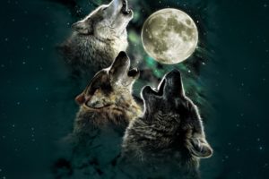 wolf, Wolves, Predator, Carnivore, Night, Moon, Stars, Howl, Artwork