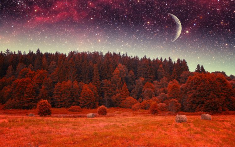 forest, Tree, Landscape, Nature, Autumn, Sky, Night, Stars, Fantasy, Moon HD Wallpaper Desktop Background