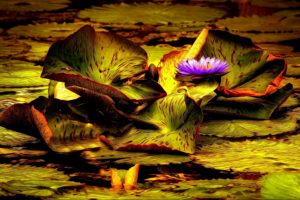 art, Painting, Pond, Leaf, Flower, Water, Lily, Lily