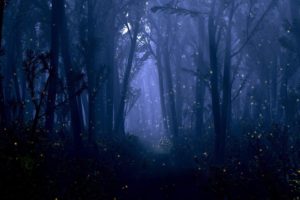 fantasy, Forest, Night, Bokeh, Trees, Firefly, Insect, Dream, Mood