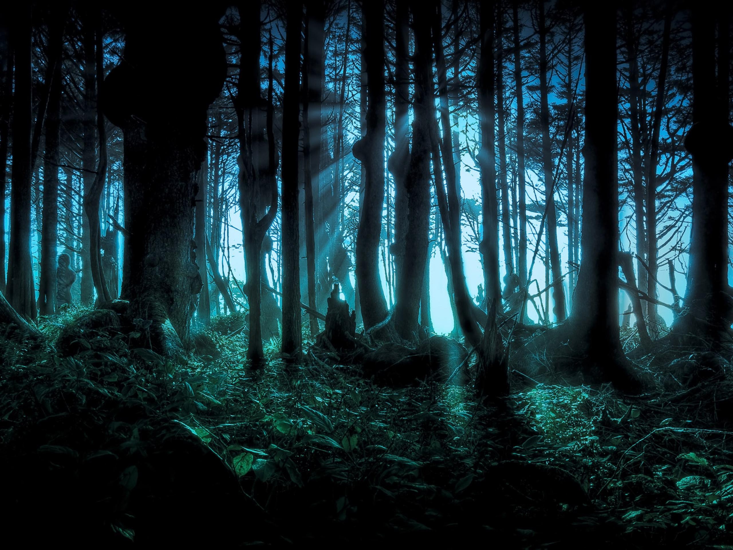 forest, Halloween, Scary, Pacific Wallpaper