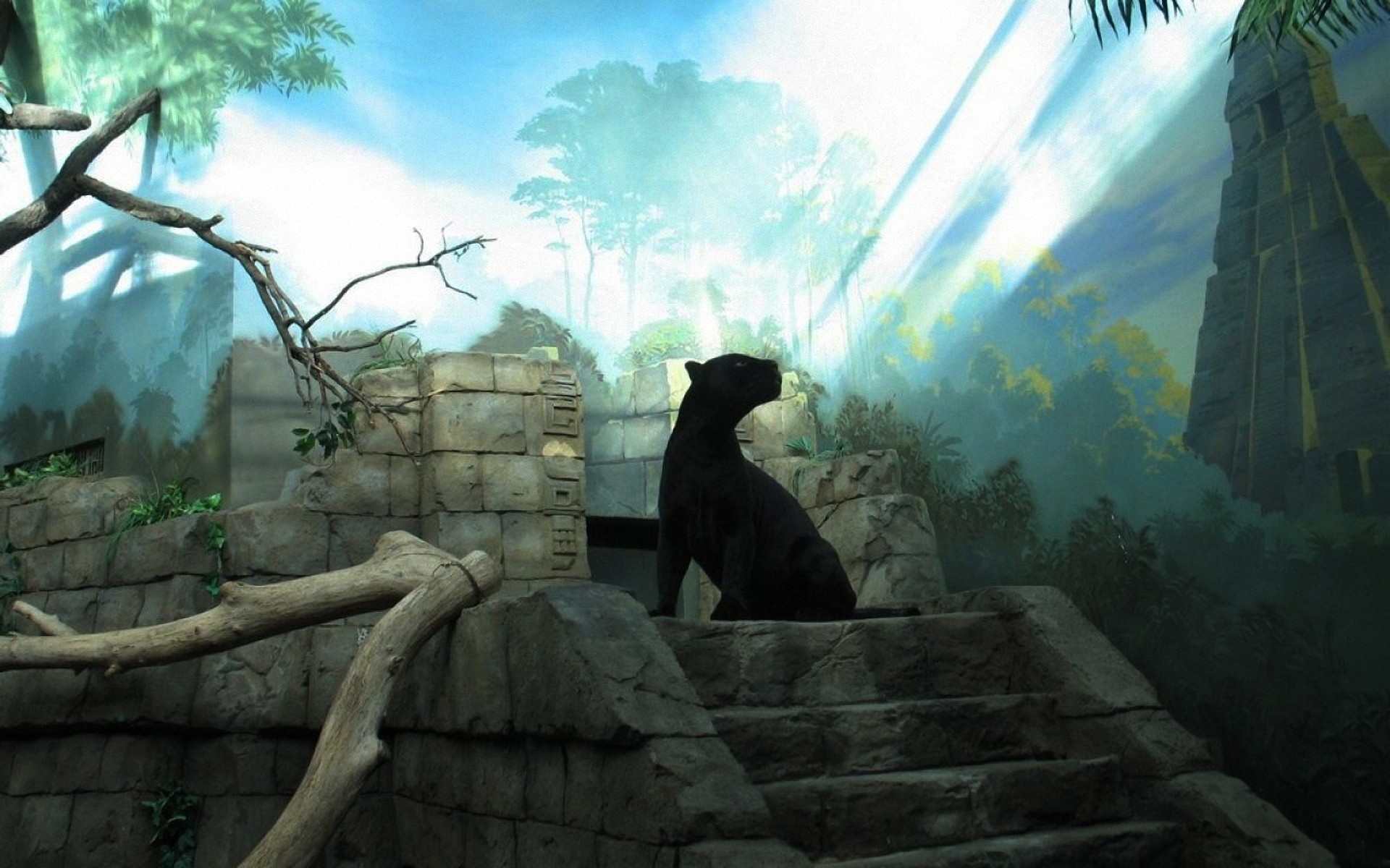 panthers, Sunlight, Feline, Artwork, Black, Panther Wallpaper