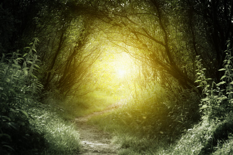 forest, Grass, Trees, Nature, Green, Sun, Trail HD Wallpaper Desktop Background