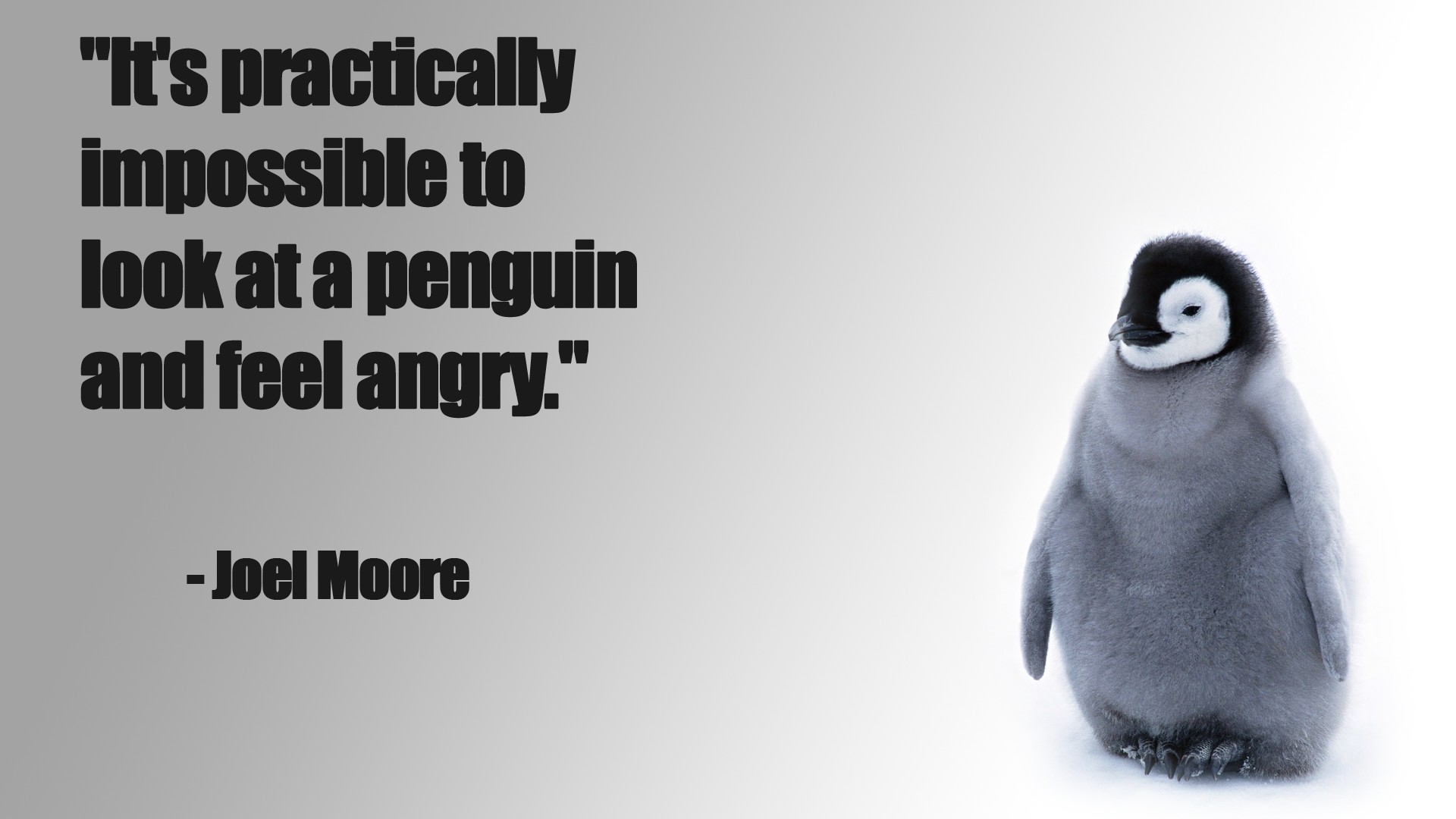 penguin, Funny, Baby, Chick, Snow, Cute Wallpaper