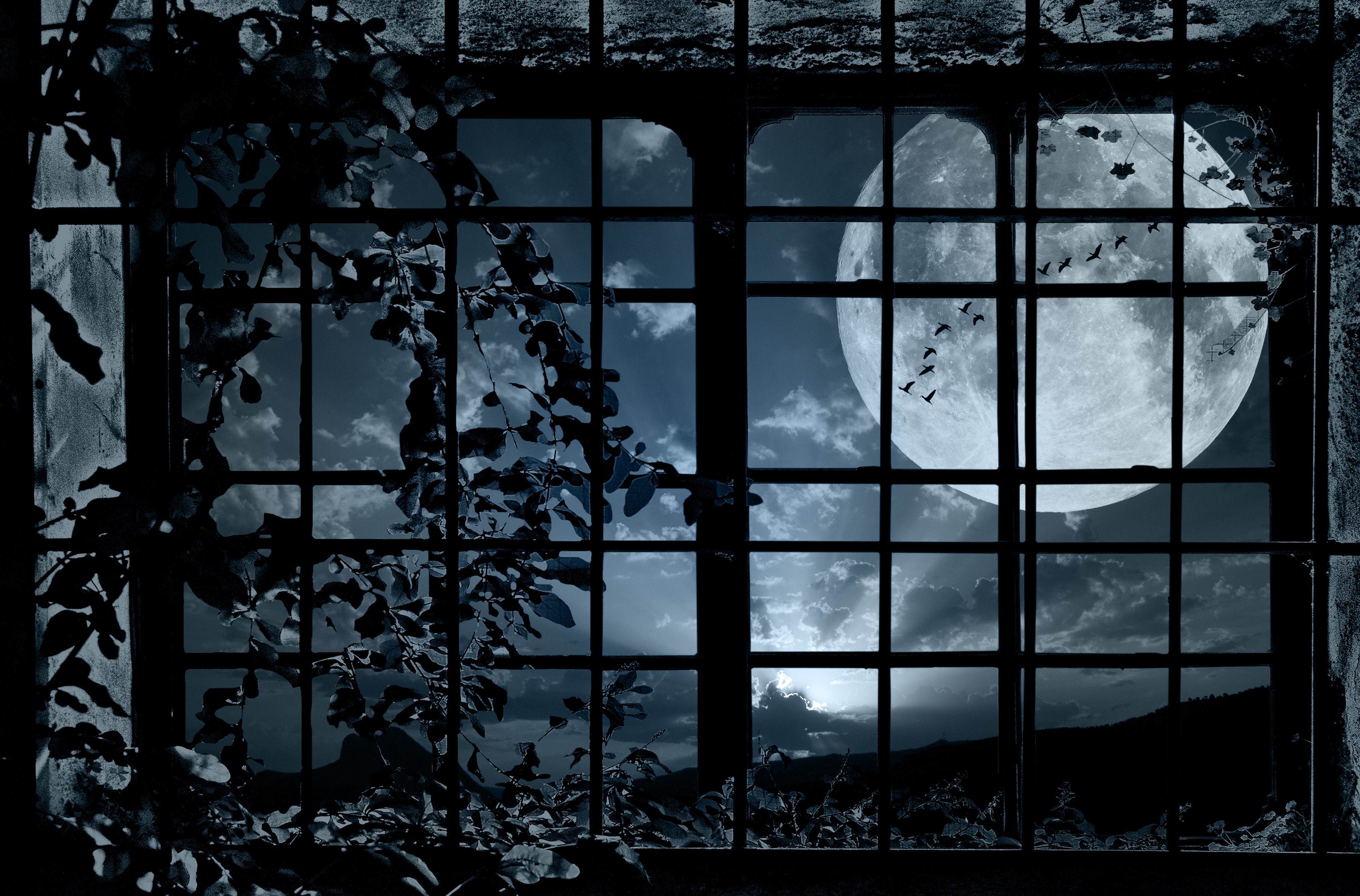 night, Window, Grille, Plant, Bindweed, Moon, Flock, Birds, Mood, Bokeh Wallpaper