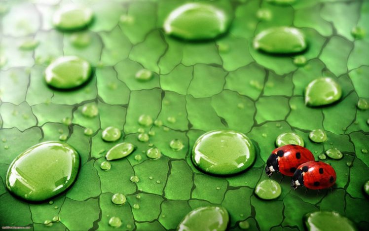 nature, Water, Drops, Ladybirds HD Wallpaper Desktop Background