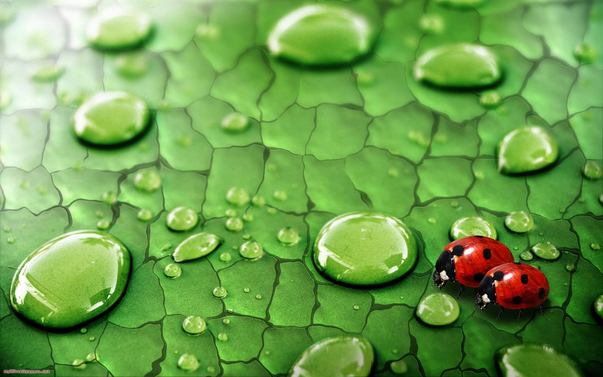 nature, Water, Drops, Ladybirds Wallpaper
