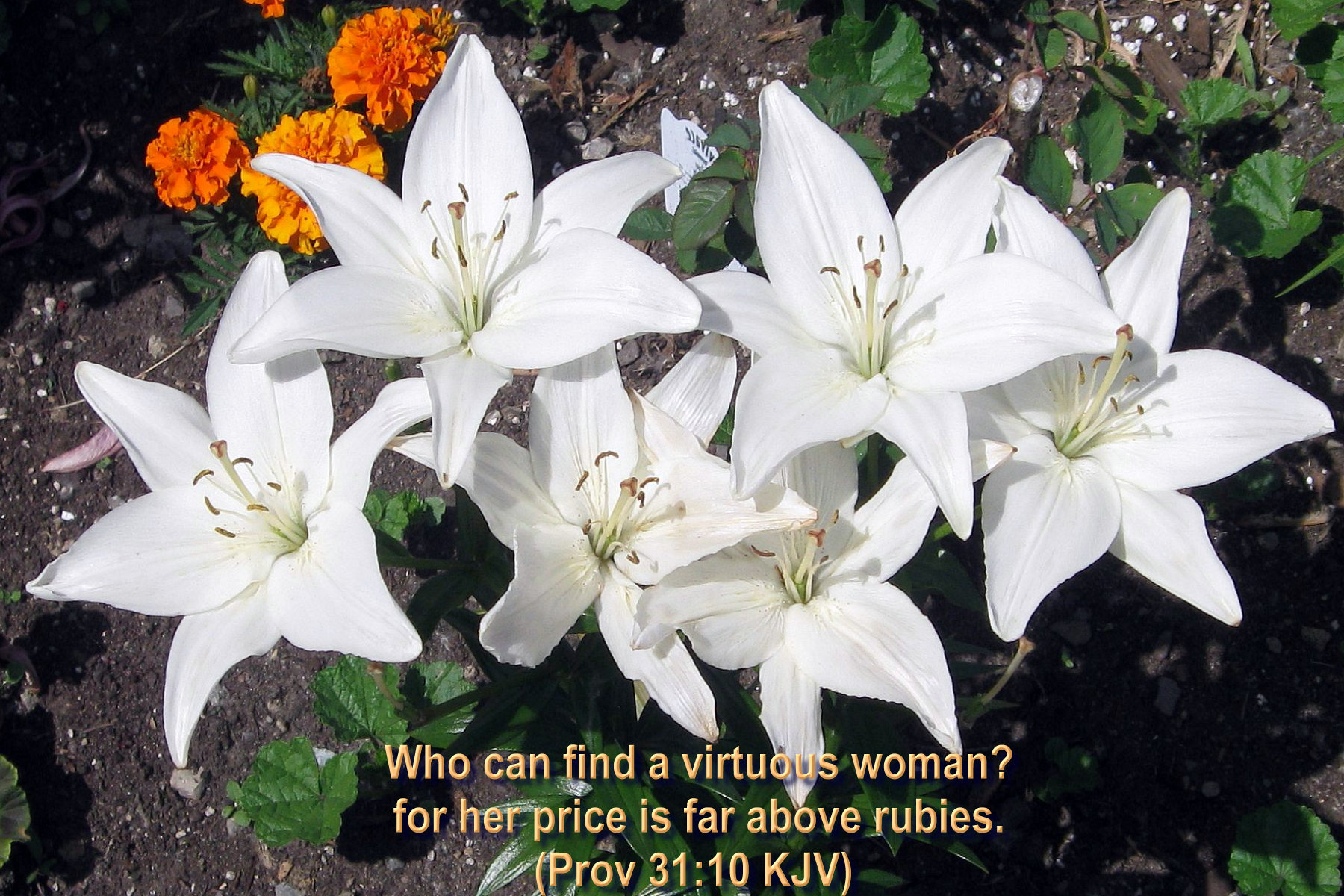 bible verses, Religion, Quote, Text, Poster, Bible, Verses Wallpaper