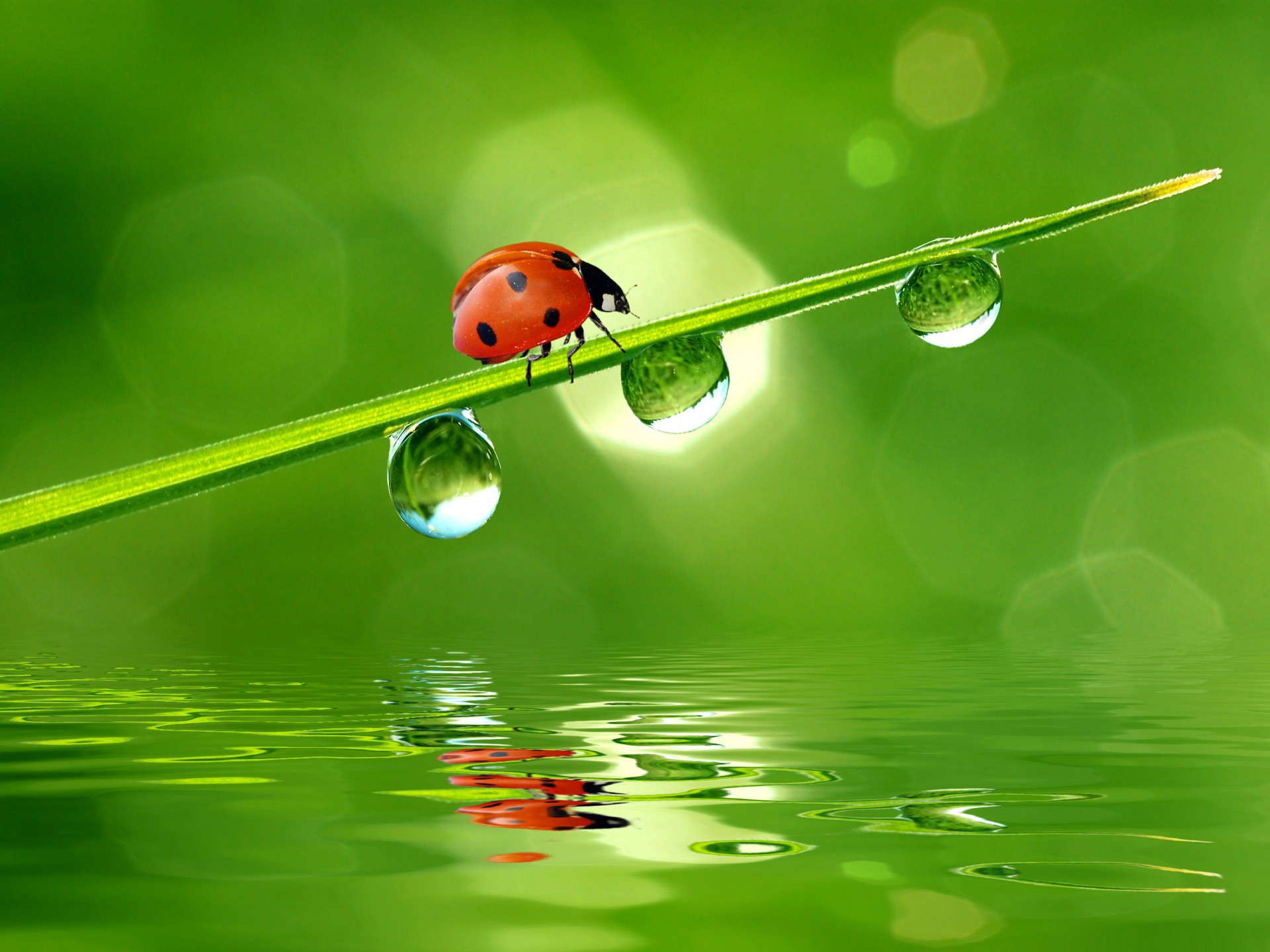 nature Wallpaper
