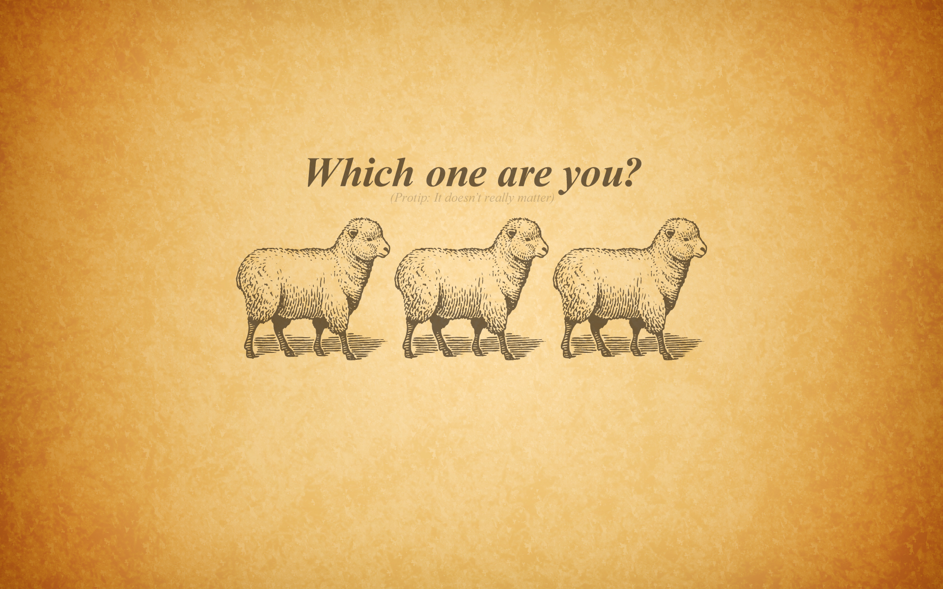 text, Sheep, Typography Wallpaper