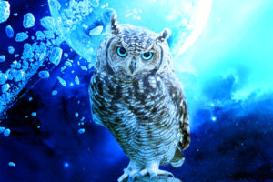 owl, Bird, Stars, Debris, Blue, Planet